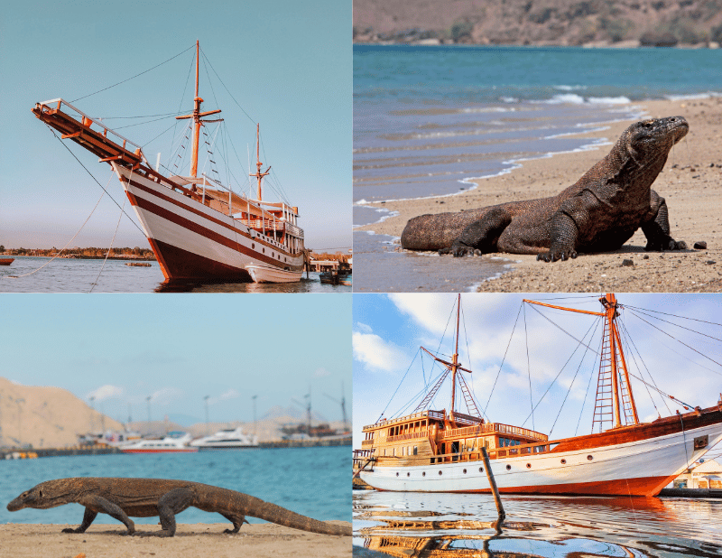 Komodo tour from lombok